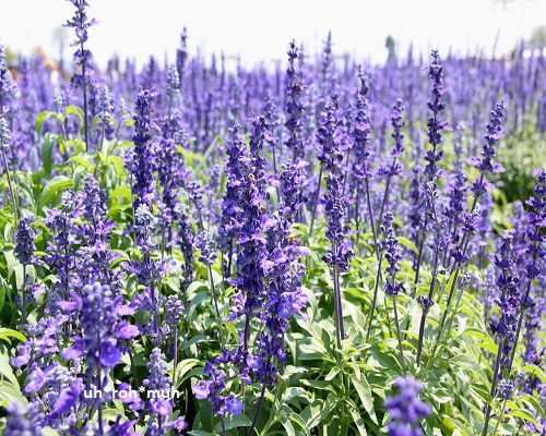 Hyssop Essential Oil