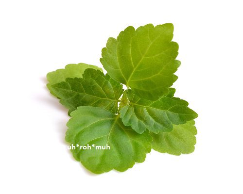 Patchouli Essential Oil