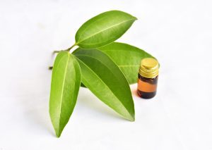 Cinnamon leaf essential oil