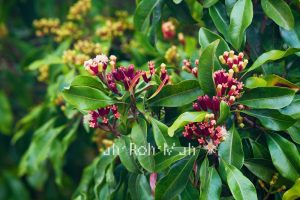 clove leaf essential oil