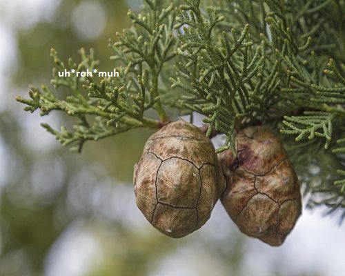 Cypress Essential Oil
