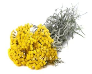Helichrysum Essential Oil