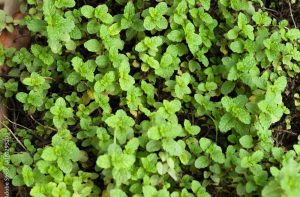 Cornmint Oil - 100% Pure & Natural Essential Oil for Aromatherapy, Home Essential Diffuser Oil, Refreshing Minty Aroma for Aromatherapy and Skincare - Sourced from India