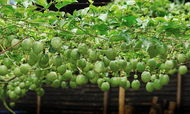 Passion Fruit Seed Oil (Virgin)