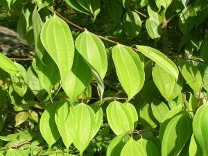 Cinnamon Leaf Essential Oil (Sri Lanka)
