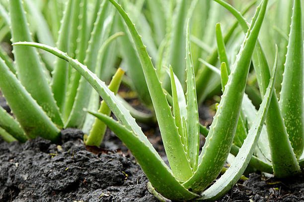 Aloe Vera Powder 200x (Organic)