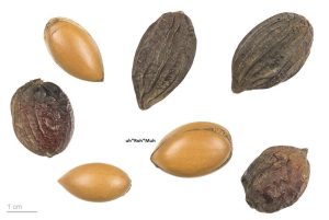 Argan Oil (Virgin) (Deodorized) (Organic)