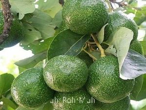 Avocado Carrier Oil (Virgin) (Organic)