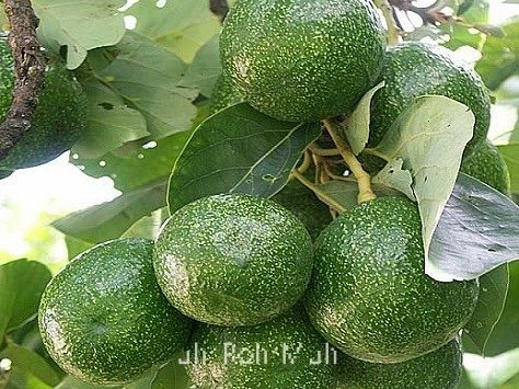 Avocado Carrier Oil