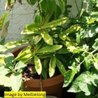 Bay Rum Fragrance Oil
