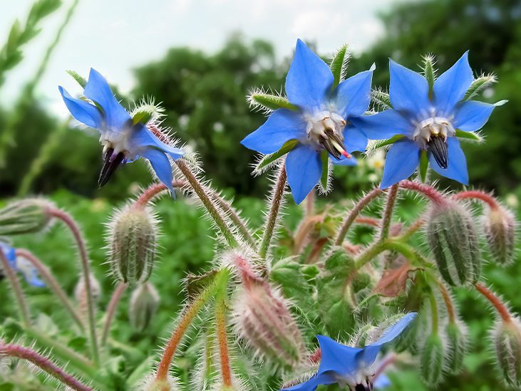 Borage 18% GLA (Organic) (Canada)