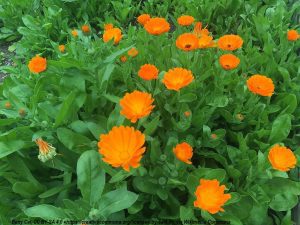 Calendula Oil (Organic)