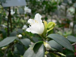 Camellia Seed Oil (Virgin) (Organic)
