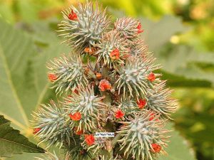 Castor Oil (Organic)