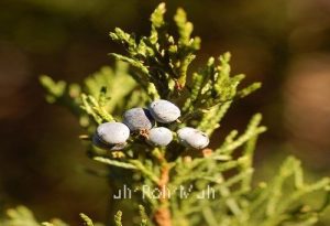 Cedarwood Essential Oil - Atlas