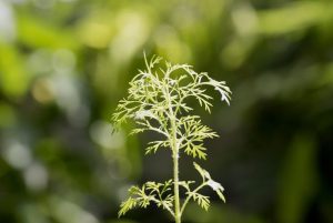 Davana Essential Oil