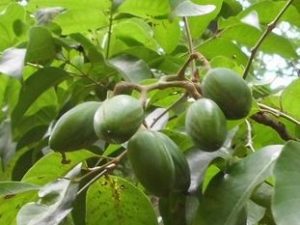 Elemi Essential Oil