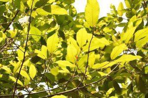 Balsam Gurjum Essential Oil
