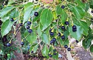 Ravintsara Essential Oil (Organic)
