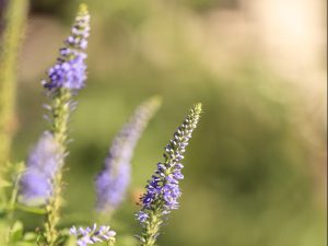 Lavender Essential Oil (China)
