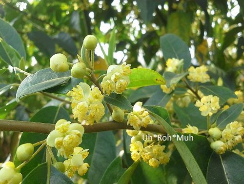 May Chang Essential Oil (Kosher)