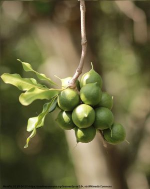 Macadamia Nut Oil (Virgin)
