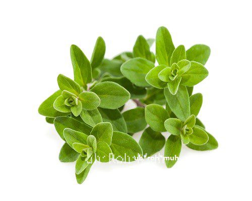 Marjoram (Wild) Essential Oil (Organic)