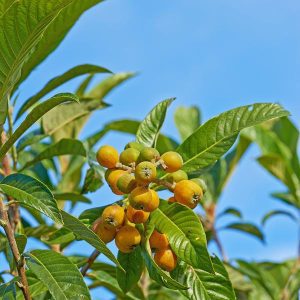 Marula Oil (Virgin) (Organic)