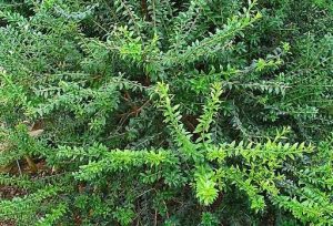 Myrtle Essential Oil