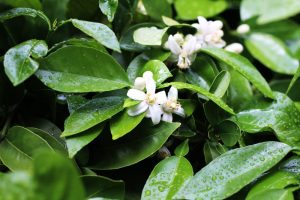 Neroli Oil (Organic)