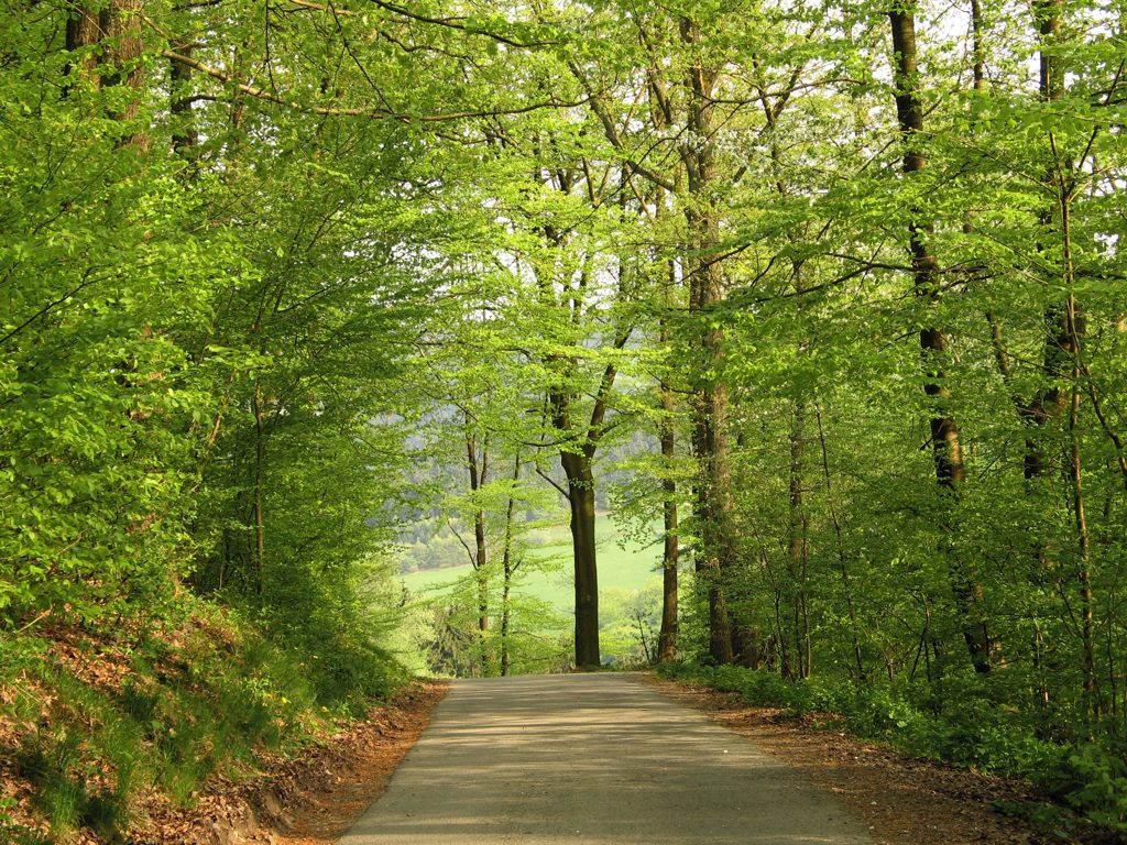 Northern Woods Fragrance Oil