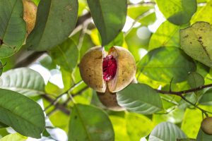 Nutmeg Essential Oil