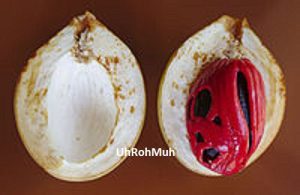 Nutmeg Oil (Organic)