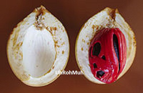 Nutmeg Oil (Organic)