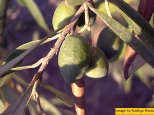 Olive Pomace