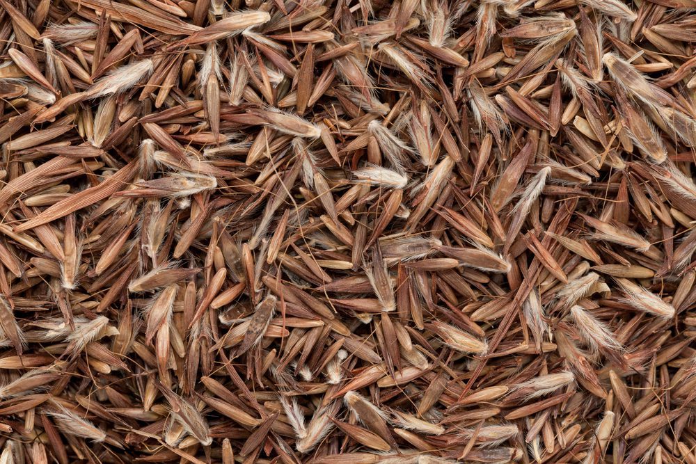 Palmarosa Essential Oil (Organic)(Sri Lanka)