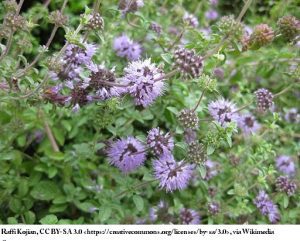 Pennyroyal Essential Oil – 100% Pure Steam Distilled from Mentha pulegium | Fresh Minty Aroma for Aromatherapy & Massage | Undiluted | Top Note | Natural Therapeutic Grade