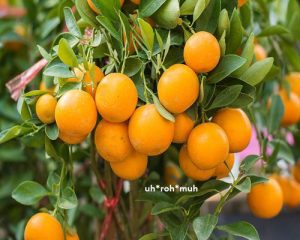 Petitgrain Essential Oil (Organic)