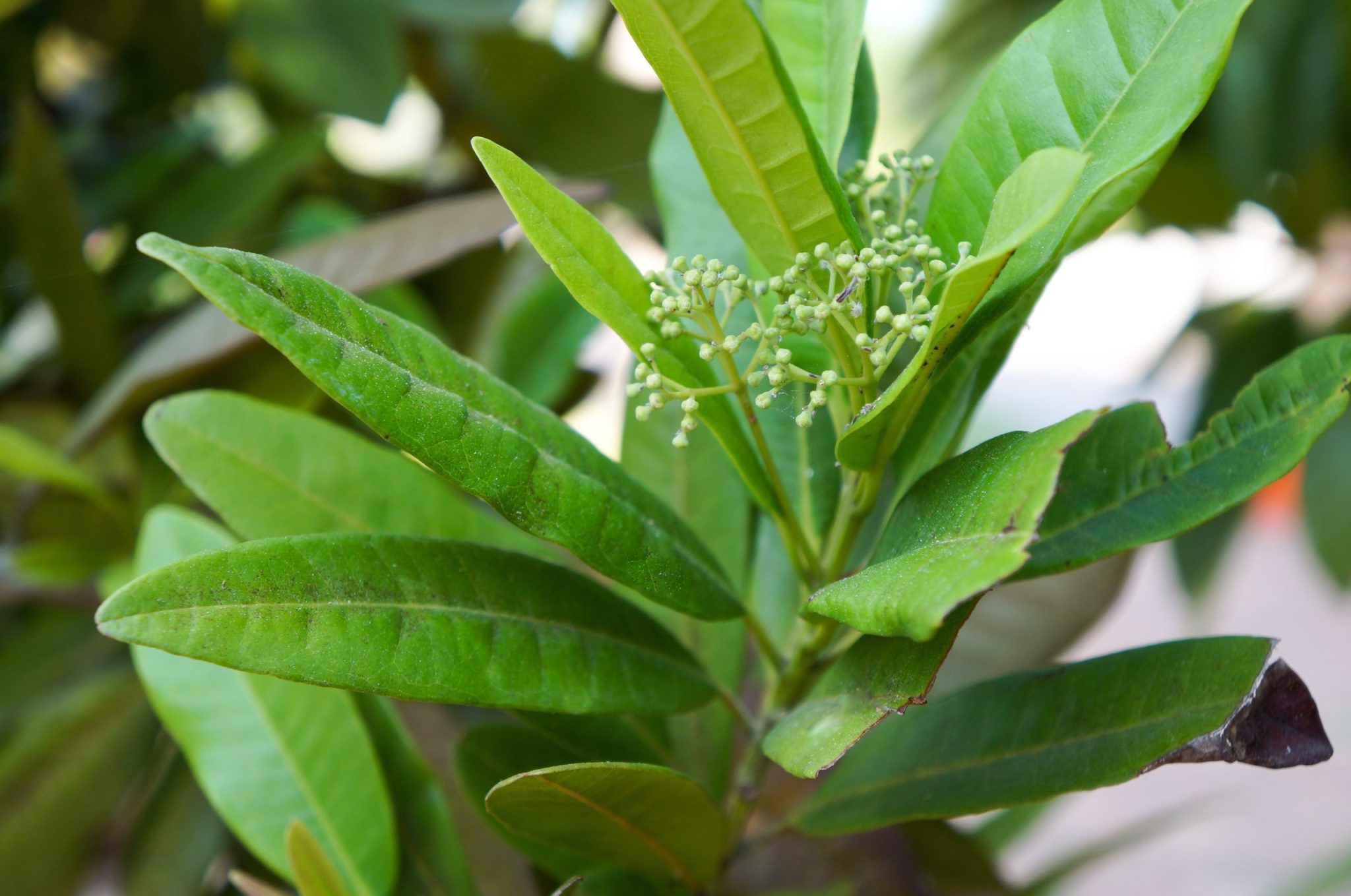 Pimento Leaf Essential Oil