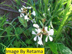 Rocket Seed - Eruca Sativa (Egypt)
