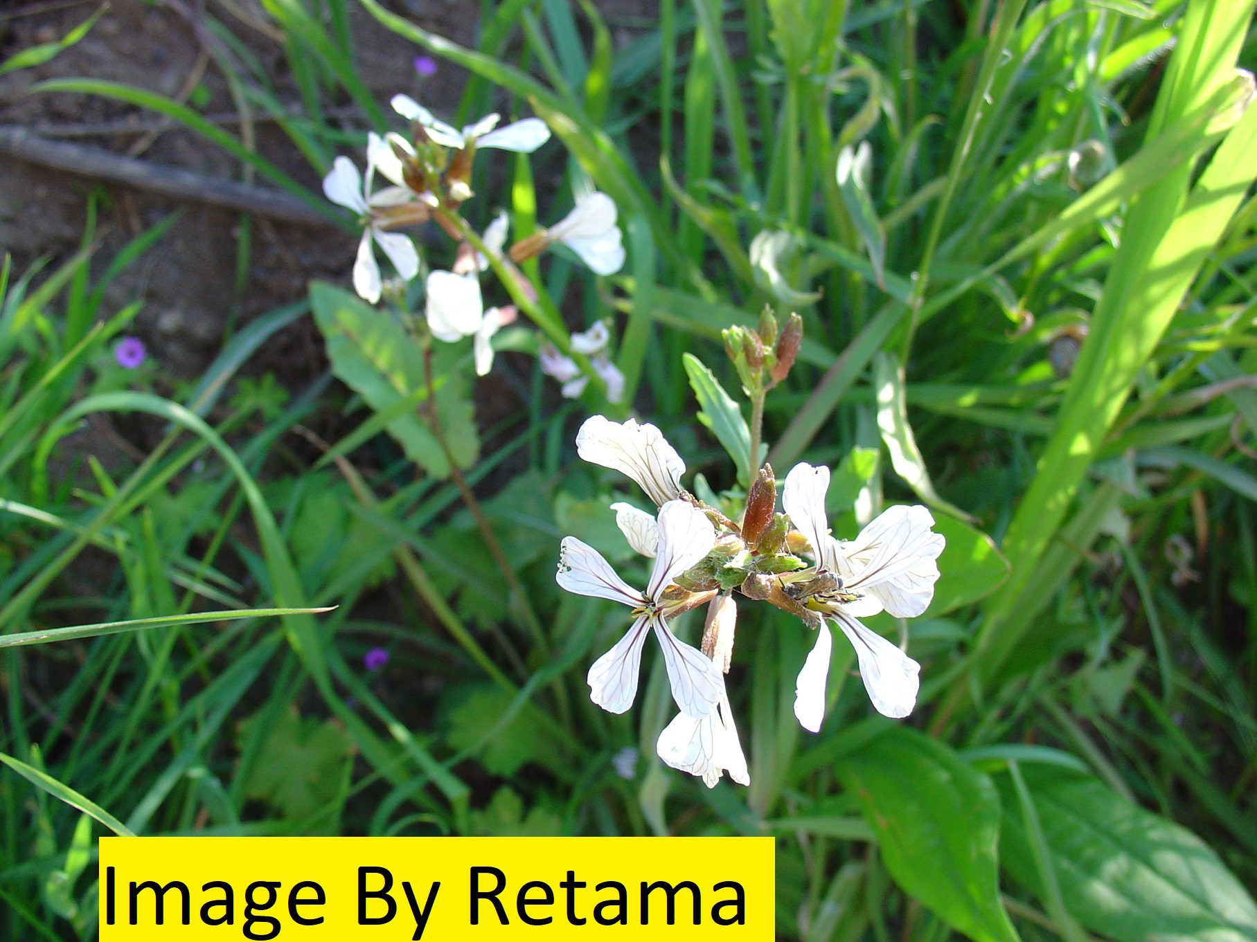 Rocket Seed - Eruca Sativa (Egypt)