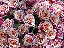 Rose Essential Oil (India)