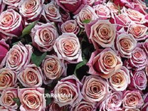 Rose Absolute (Bulgaria)