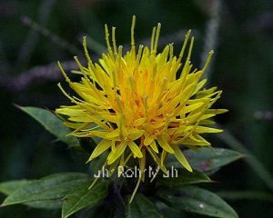 Safflower Oil - High OLEIC (Organic)