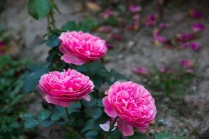 Rose Essential Oil (Ta'if Rose)(Kingdom of Saudi Arabia)