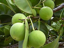 Tamanu (Virgin) (Organic)