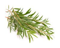 Tea Tree Essential Oil (Australia)