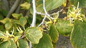 Witch Hazel Natural USP (Organic)