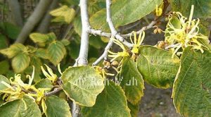 Witch Hazel Natural USP