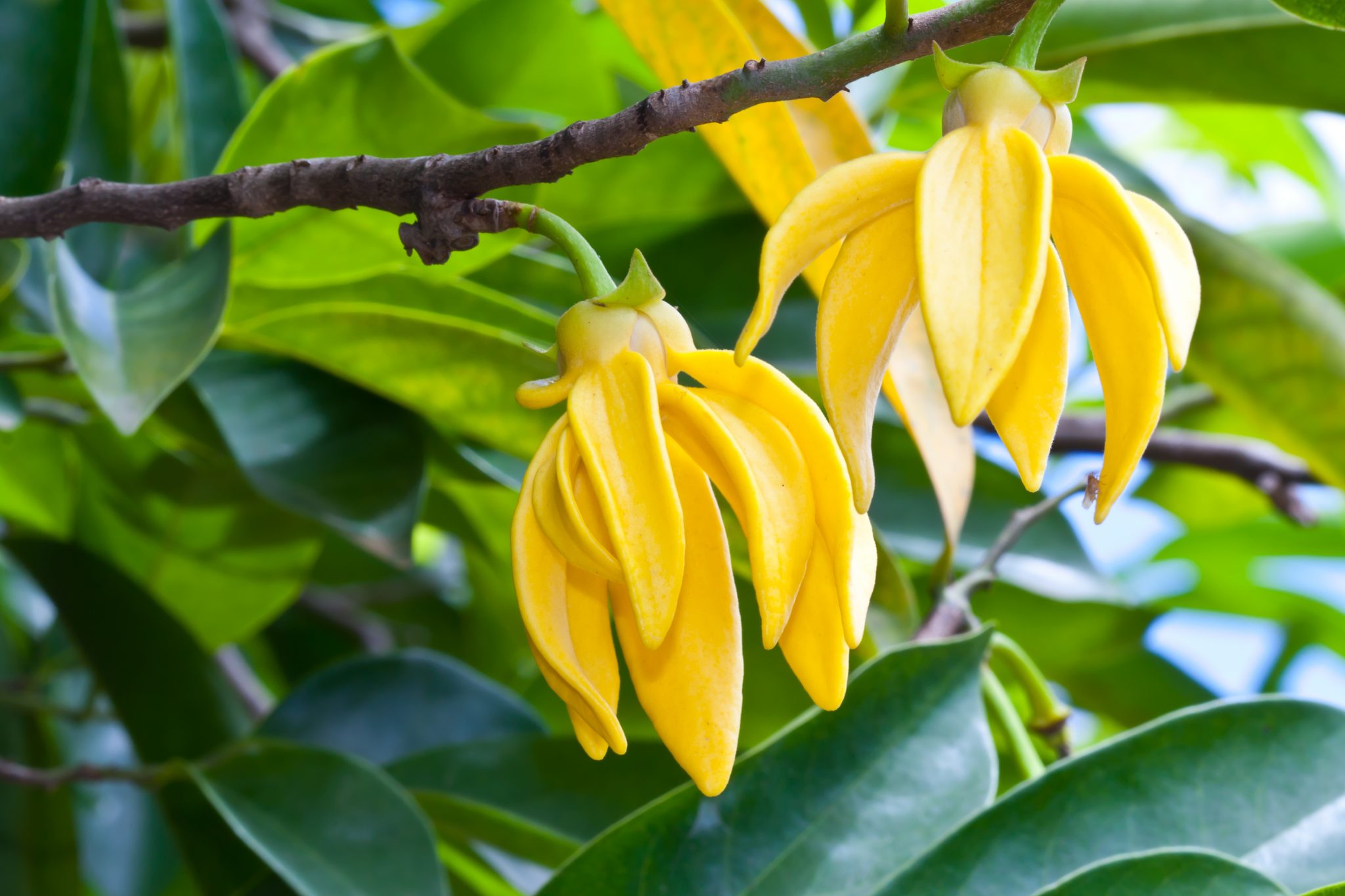 Ylang Ylang Complete Essential Oil (Organic)